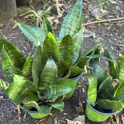 Mine Snake Plant, /Lengua de Suegra,
