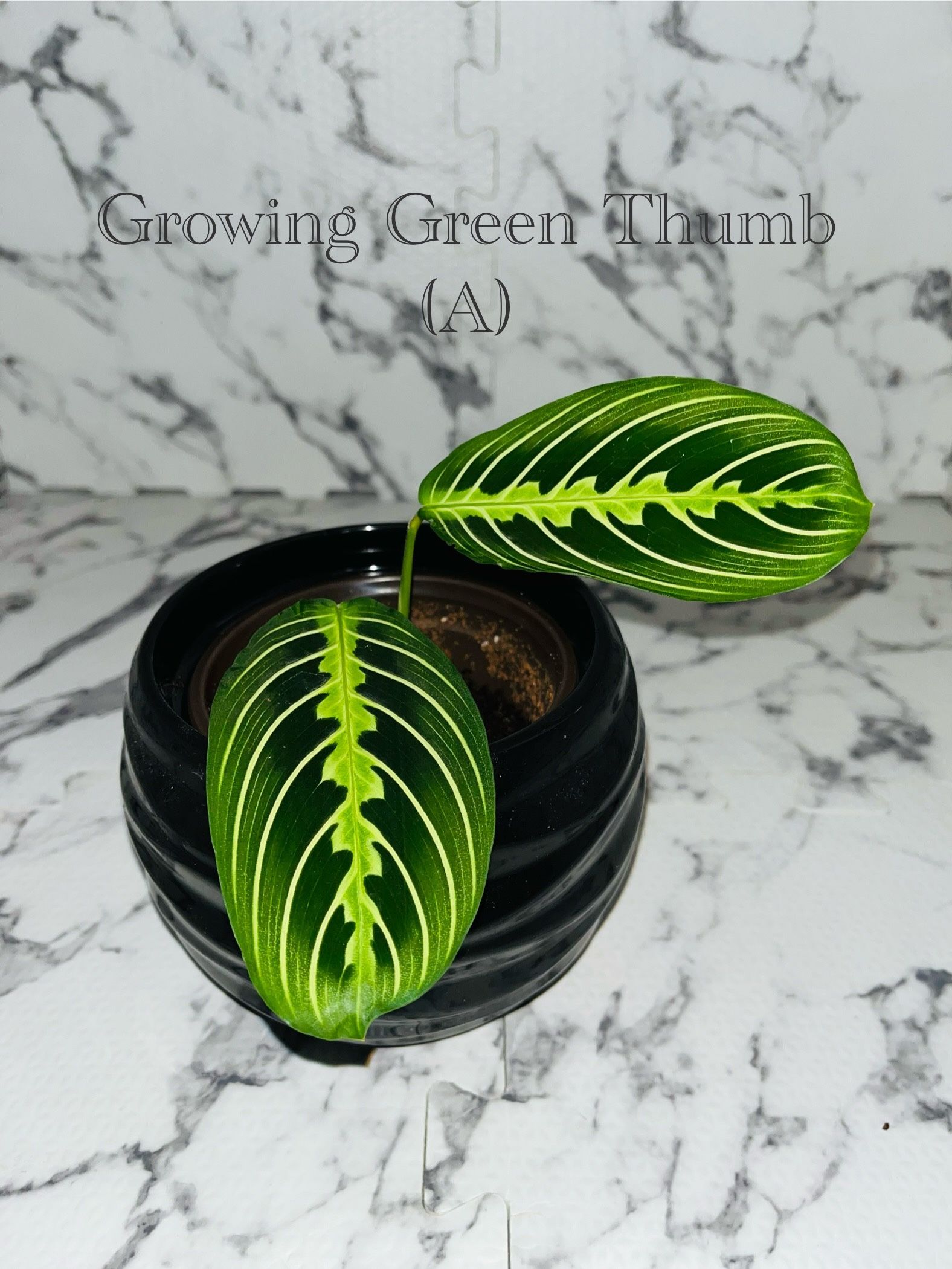 Lemon Lime Maranta - Prayer Plant (Indoor Live Plant)