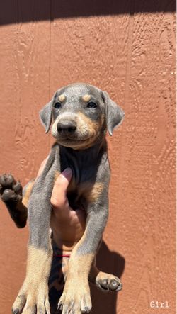 Doberman puppy food