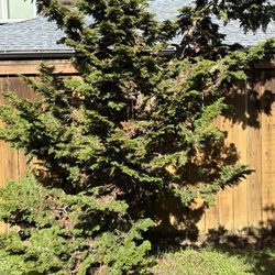 Plants, juniper tree