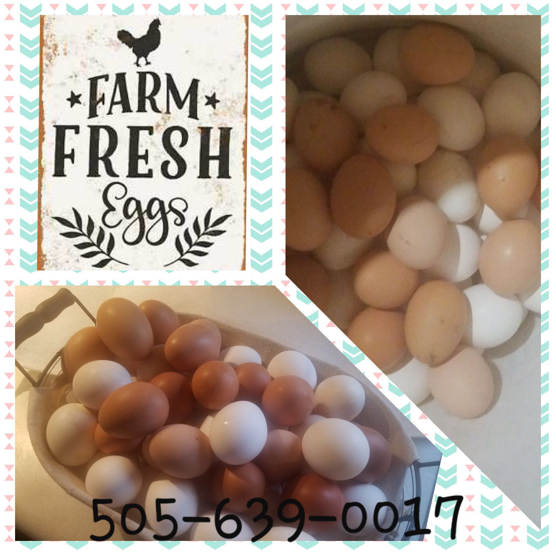 Organic frees Eggs