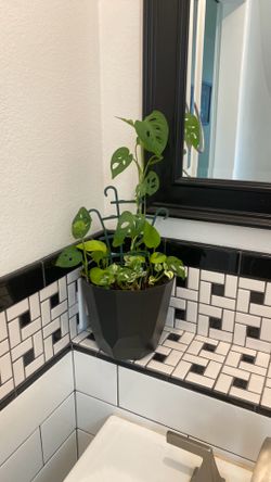 Pothos and Swiss plants
