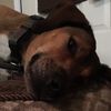 Leighanimal