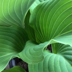 Beautiful Young Hosta Perennial Plants. Dee All Pics.