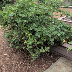 Free Thornless Blackberry 