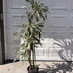 Song Of India #2 Plant 