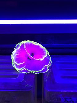 Fish tank decoration glow light