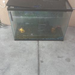 40 Gallon Fish Tank With Filter And Heater