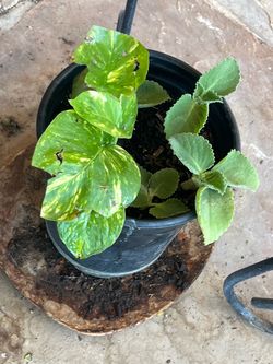 Garden Sanctuary Plants Part Four