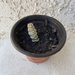 3 Inch Pot Succulent Plant - Rare Crassula Fantasy - Baby's Necklace Variegated - Established Plant - Drought Resistant - 🪴