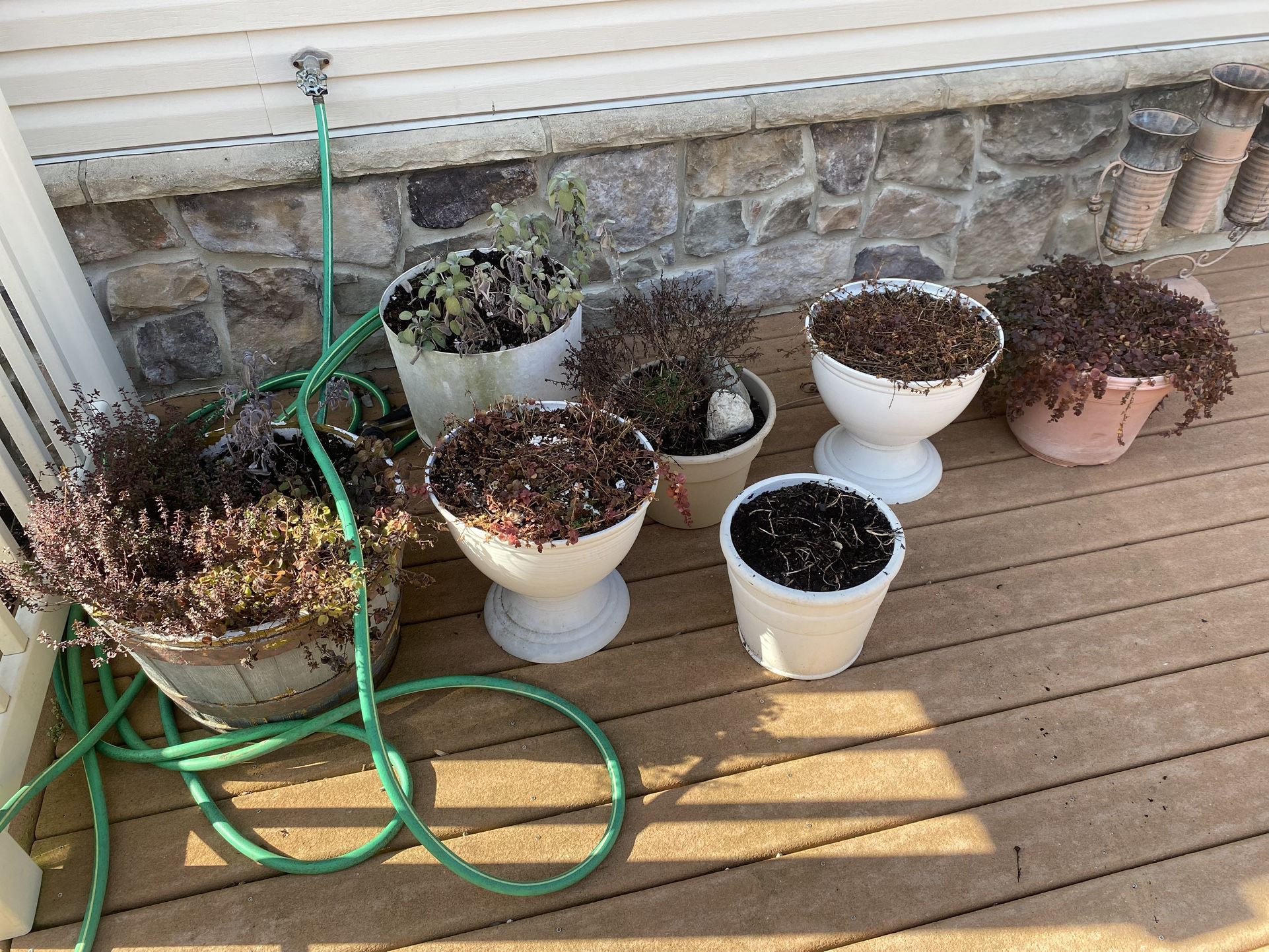 Assorted Outside Potted Plants