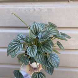 4” Peperomia Frost 