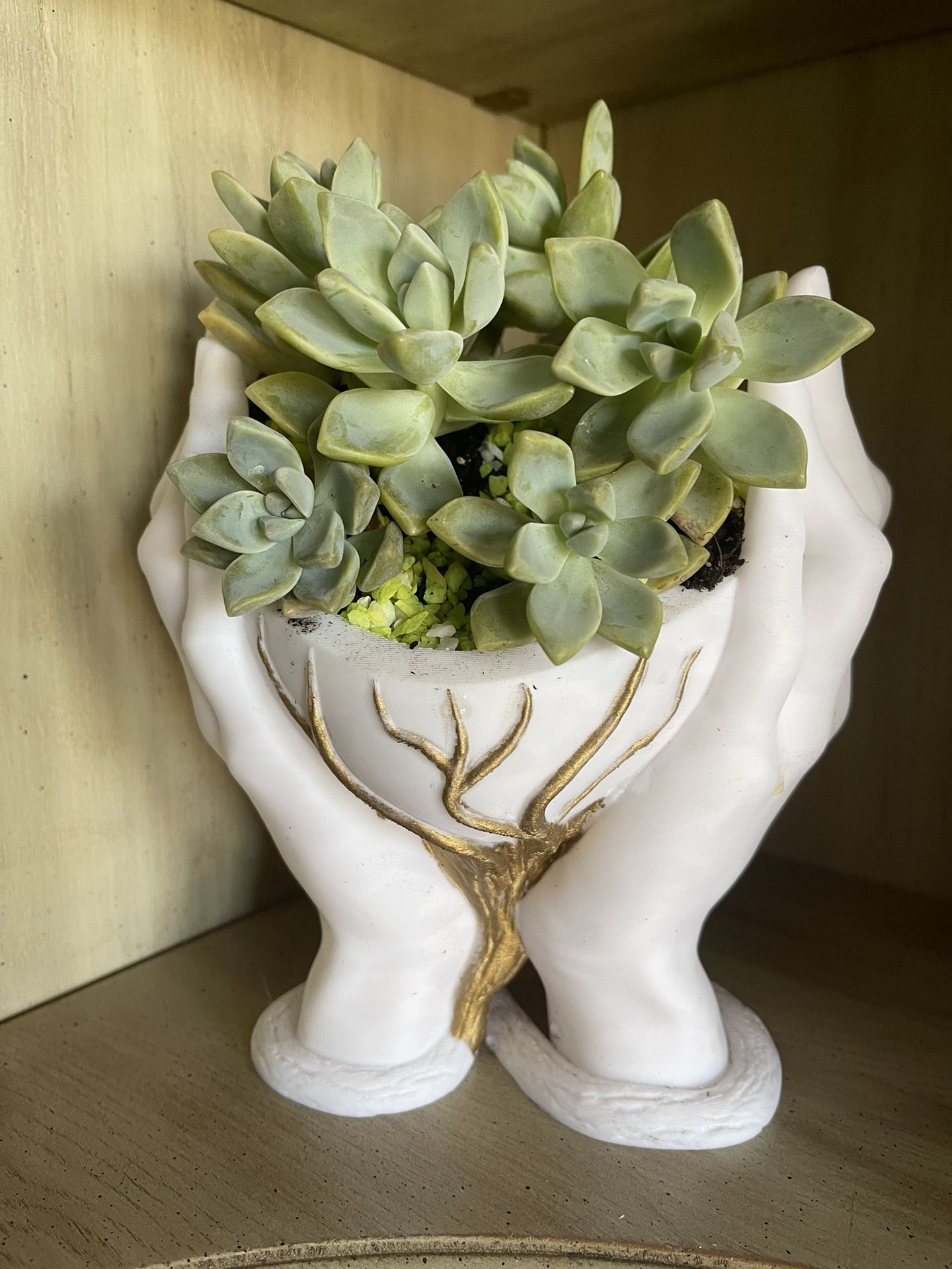 3D Planter Two Hands Holding A Heart With Real Succulents