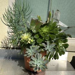 Assorted Succulent Plants 