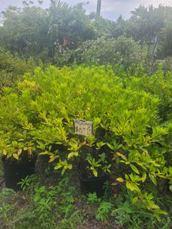 Azaleas 3gallons