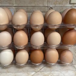 Farm Fresh Organic Eggs
