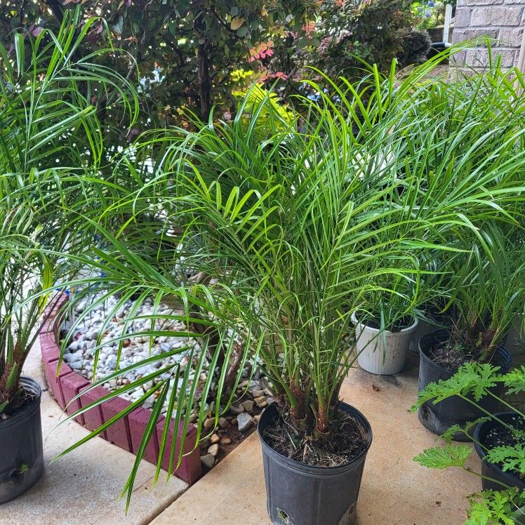 2gal Pgmy Palm Trees $10 Each