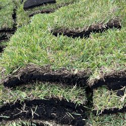 St. Augustine Sod - $225 Per Pallet