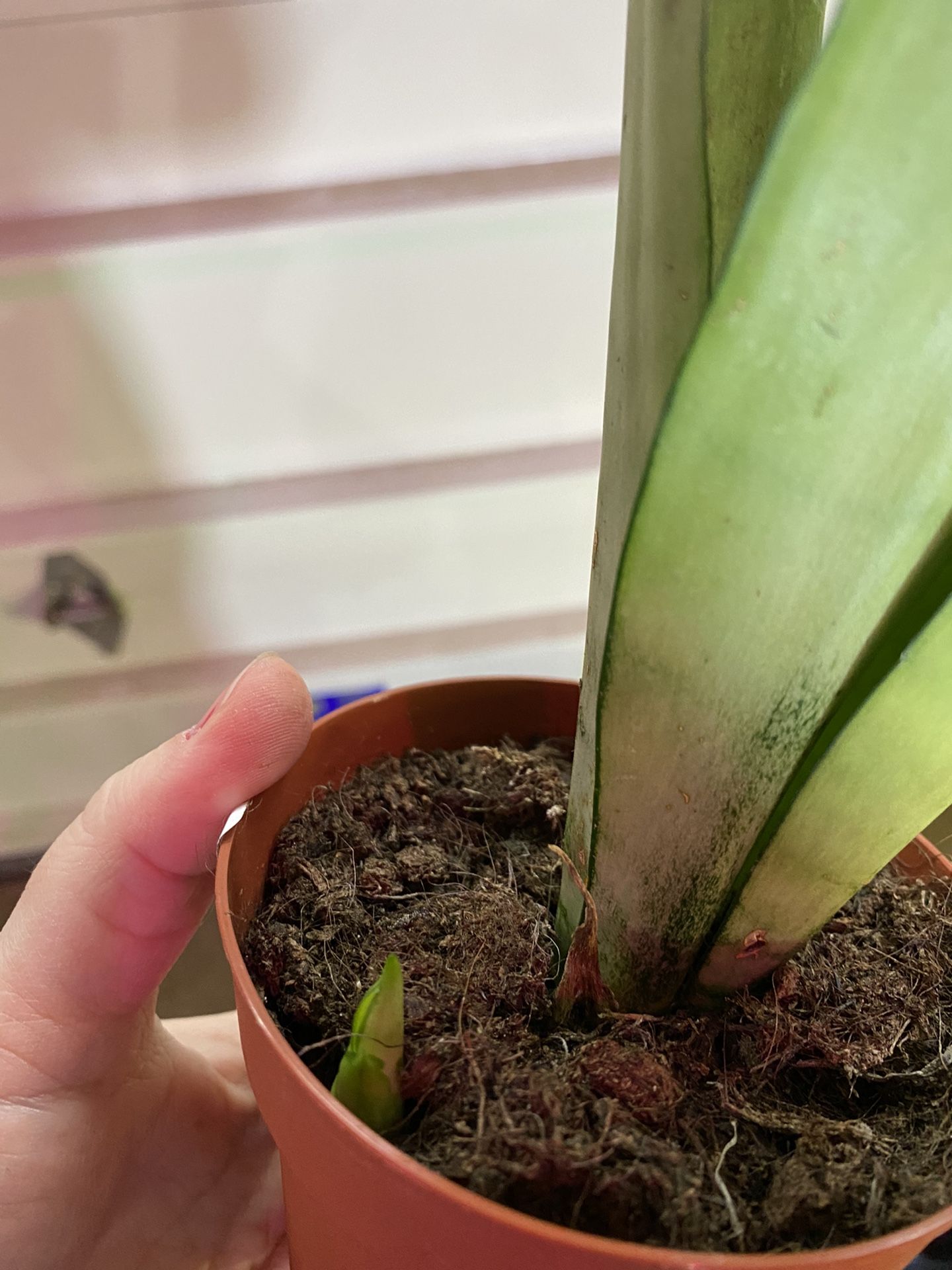 Sansevieria Moonshine Plant