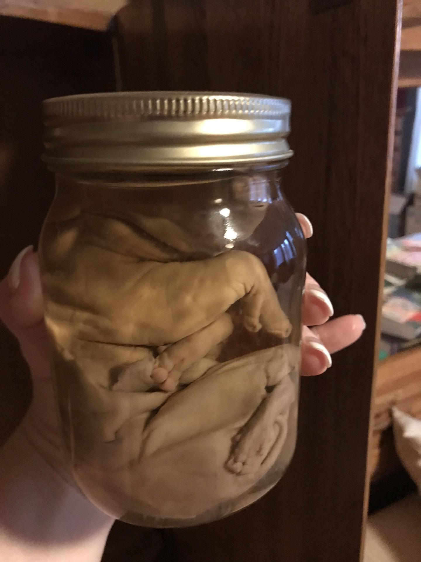 Oddity, pig fetus in a jar