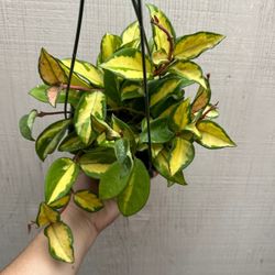 6” Hoya Exotica Tricolor