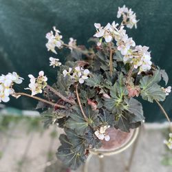 Begonia Blooming Hose Plant, In 1 Gallon Pot Pick Up Only