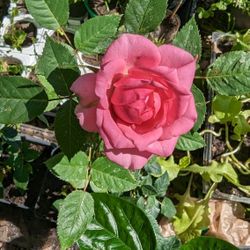 Mini Rose Flower Plant, Pink Color