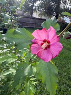 Hibiscus