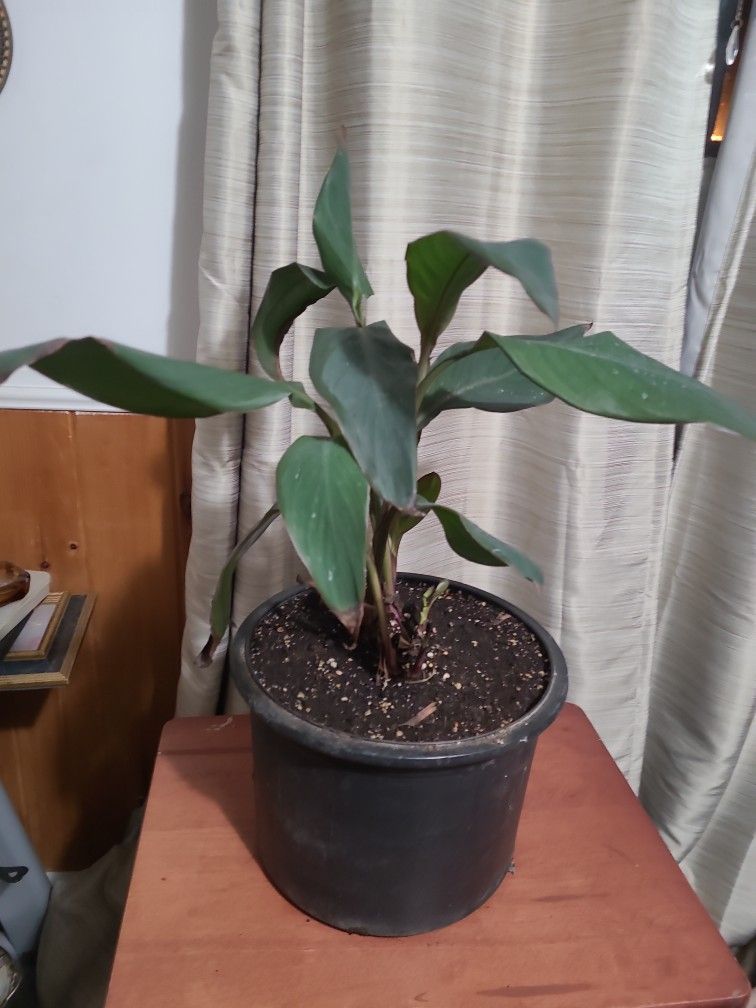 Red Banana And Domestic Banana Plants.