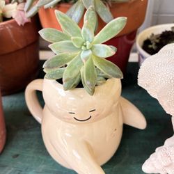 Succulent 
