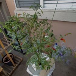 Organic Lemon Trees & Chile Chiltepin Trees