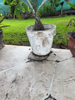White Clay pot
