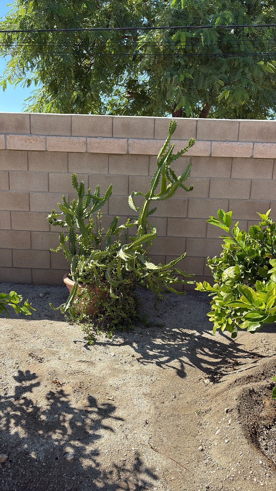 Euphoria Adollar Plant In One