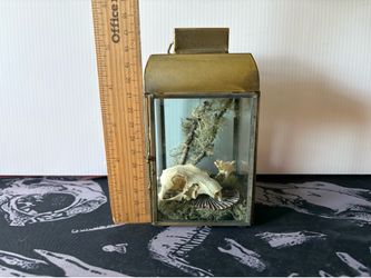Lantern with skull