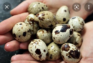 Huevitos De Godorniz Frescos 