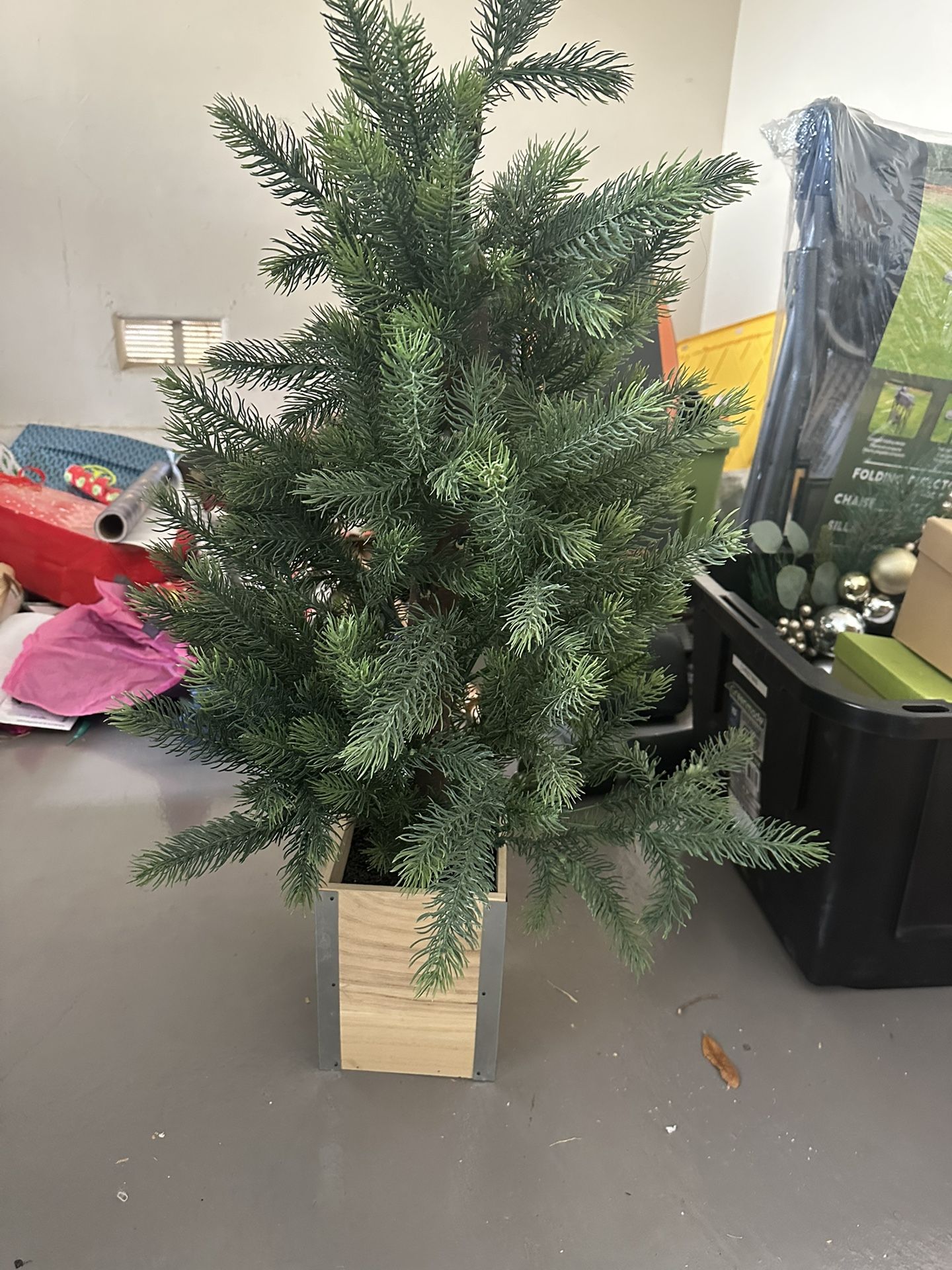Mini Christmas Tree Plant