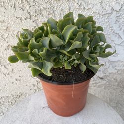 6 Inch Pot Succulent Plant - Crassula Undulata Ruffles Ripple Jade - Rooted & Established - Drought Resistant - 🪴