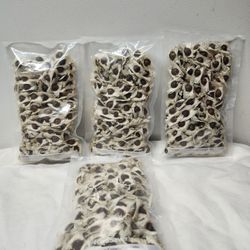 Moringa Seed 