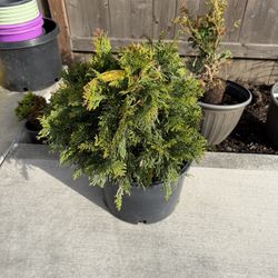 Thuja pli. 'Grune Kugel' (Arborvitae)