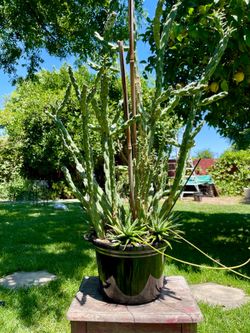 Austrocylindropuntia subulata (Eve’s needle) cactus