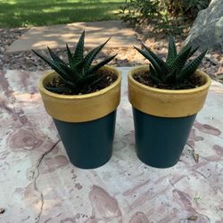 Haworthia aloe succulents in Clay Pots