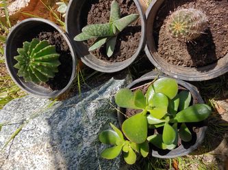Succulent plants