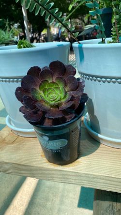 Succulent $3 a few to pick from