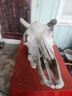 Cow Skull