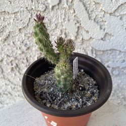 3 Inch Pot Cactus / Cacti Plant - California Native - Many Fingers Cactus - Drought Resistant - Rooted & Established - Great for landscaping and arran