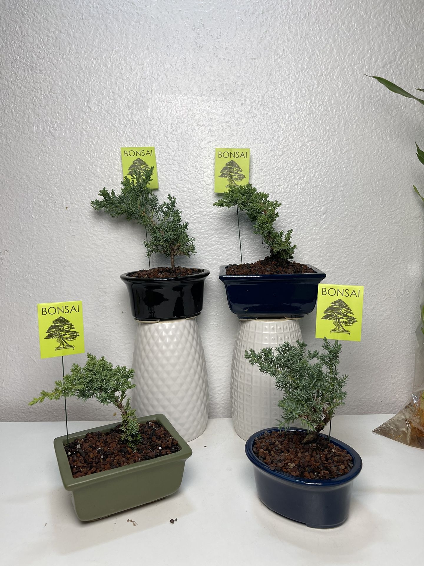 Small Bonsai Trees With Pots- ($12 each )