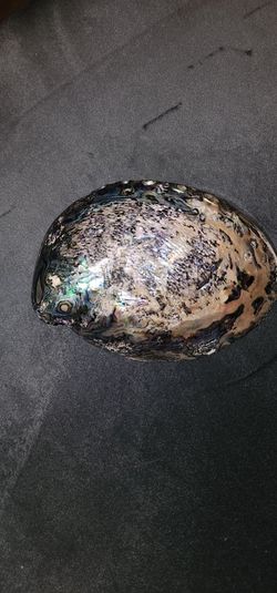 Paua Shell - Decrative From New Zealand