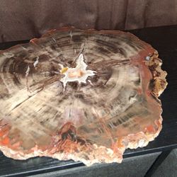 Beautiful Slice Of Petrified Wood With Quartz Crystal