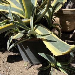 Agave