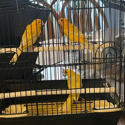 Bird Cage